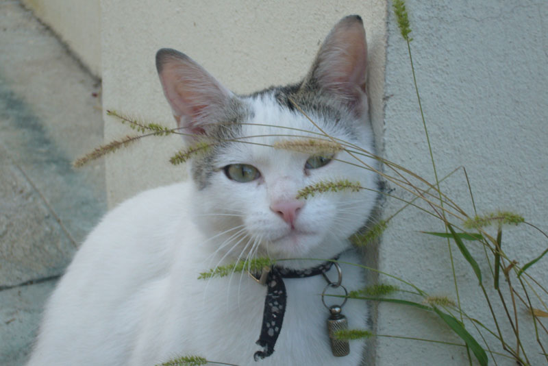 Gatti
